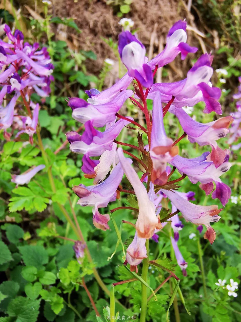 微信图片_20190406201726