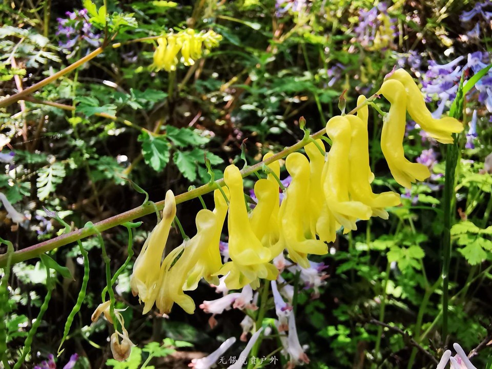 微信图片_20190406201728