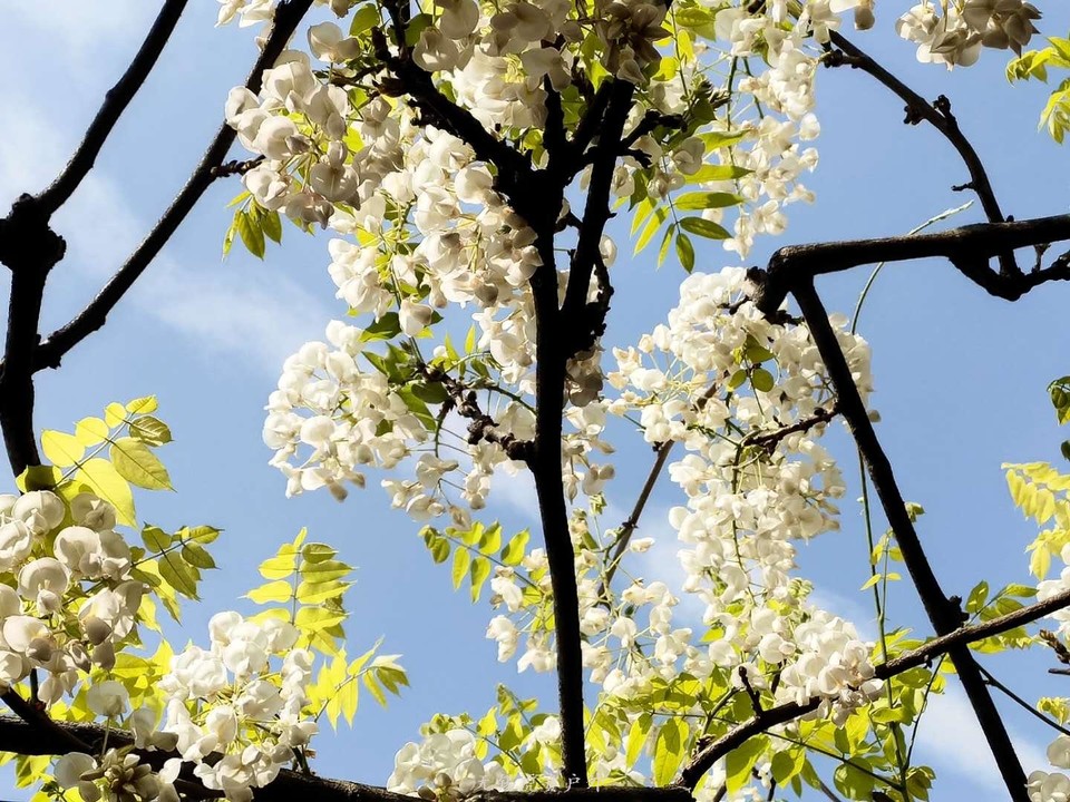 微信图片_20190413101020