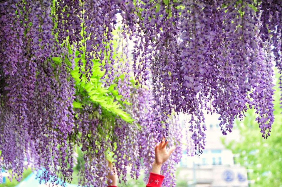 微信图片_20190421220304