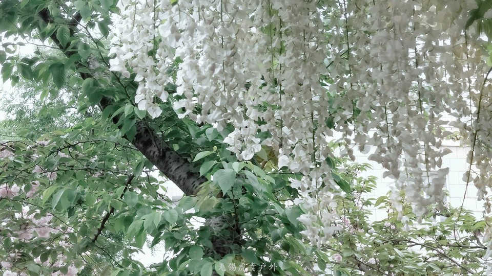 微信图片_20190421220348