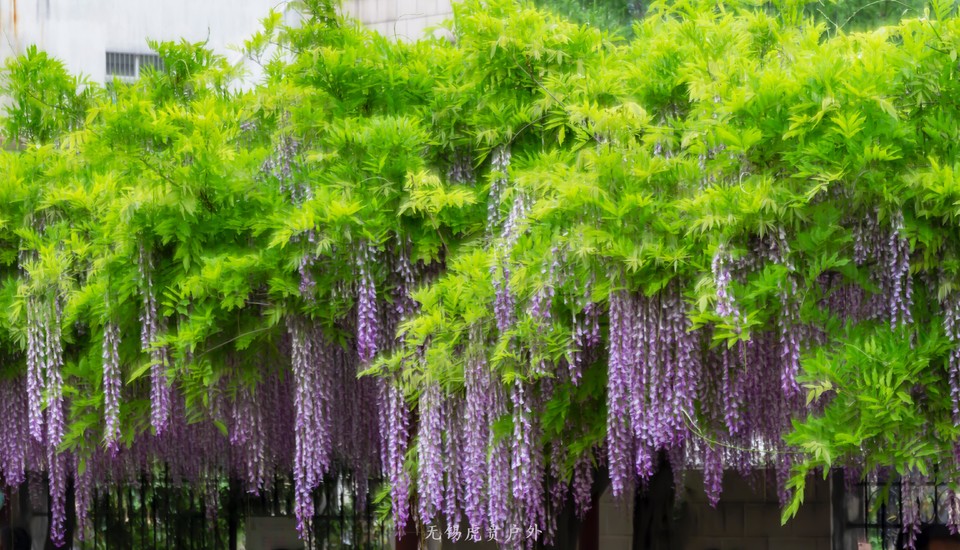 微信图片_20190423193906