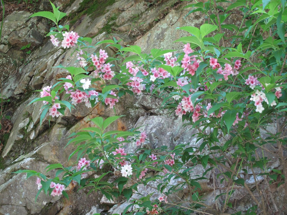 微信图片_20190505153252