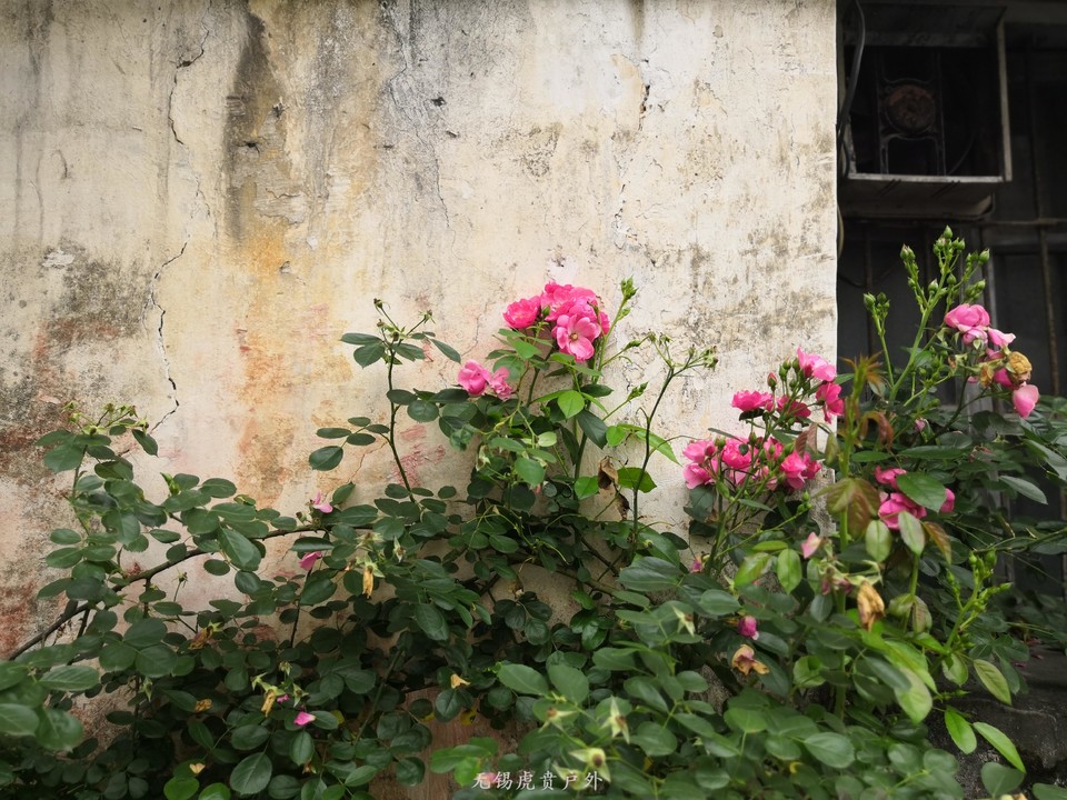 微信图片_20190519164717