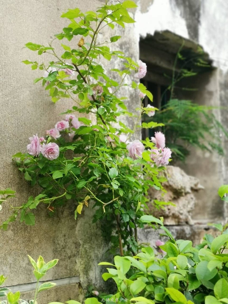 微信图片_20190519164726