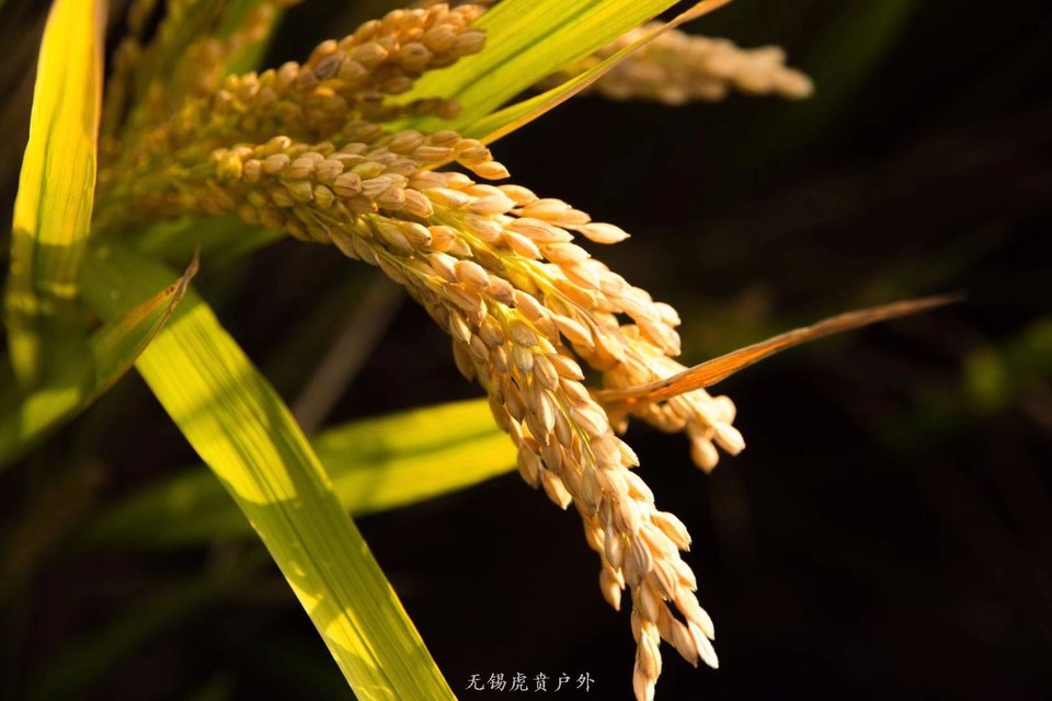 微信图片_20191109165039