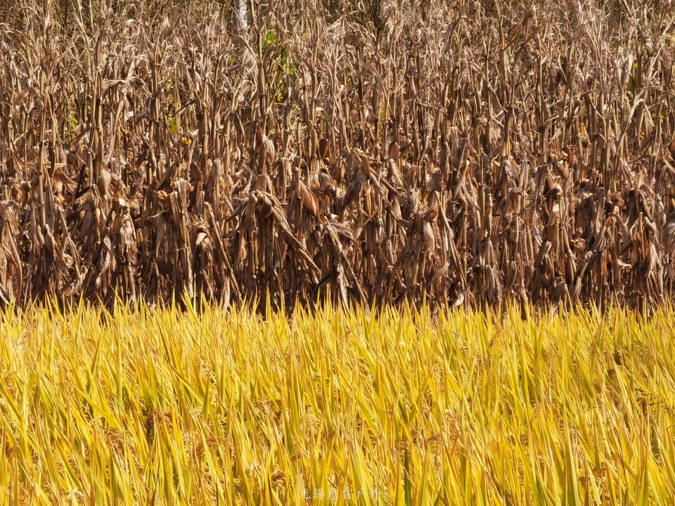 微信图片_20191109165141