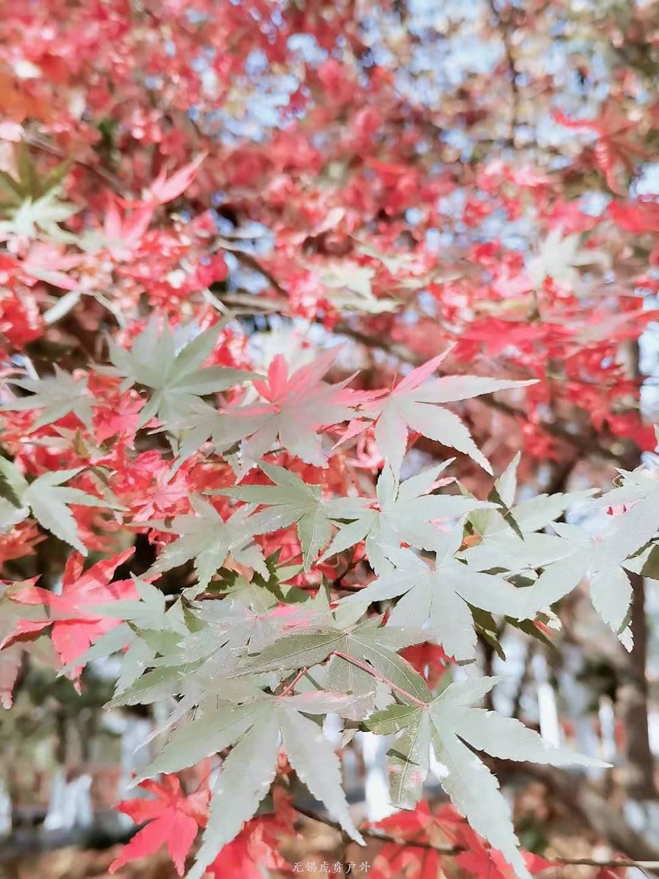 微信图片_20191110152350