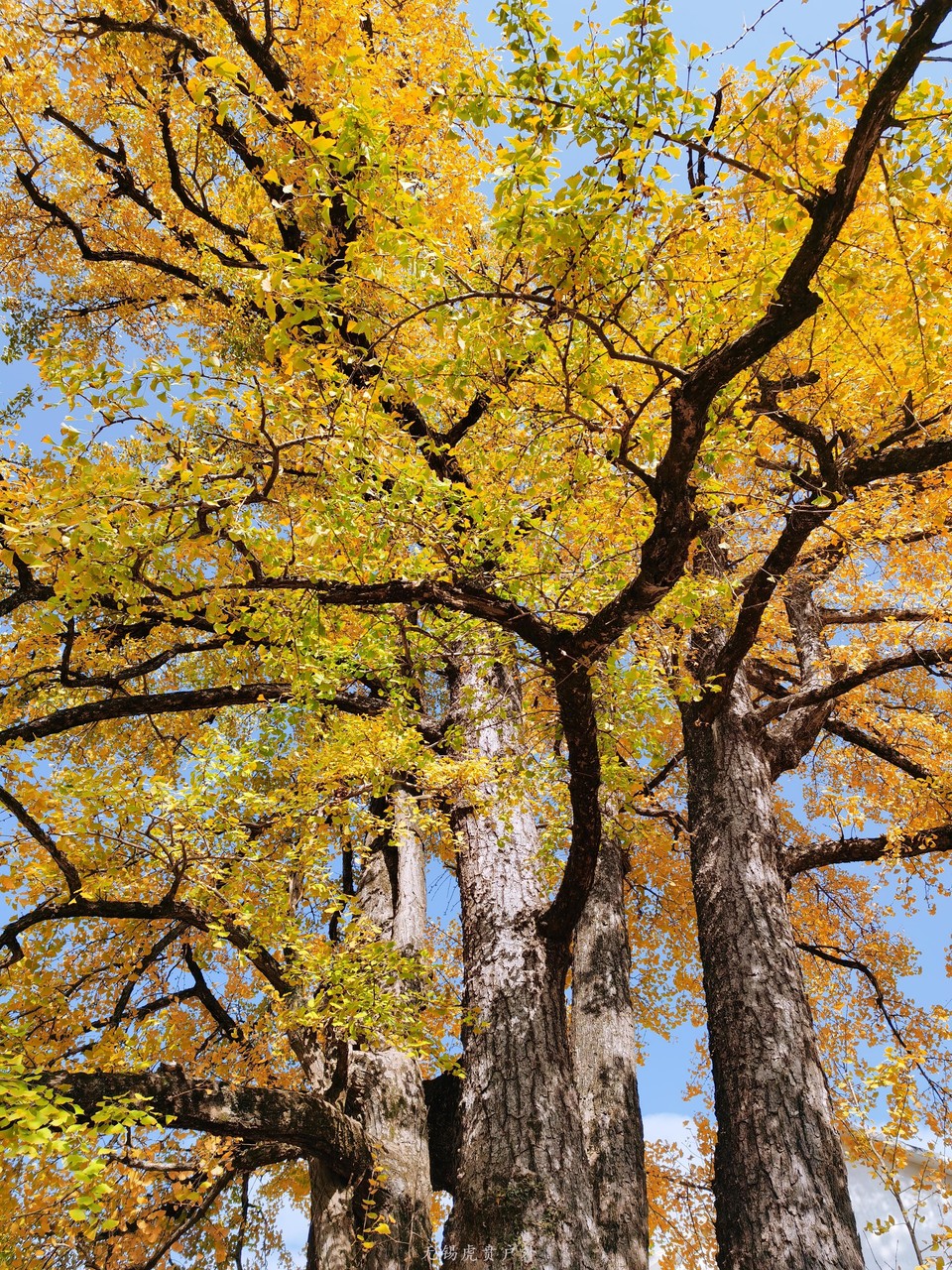 微信图片_20191111093555