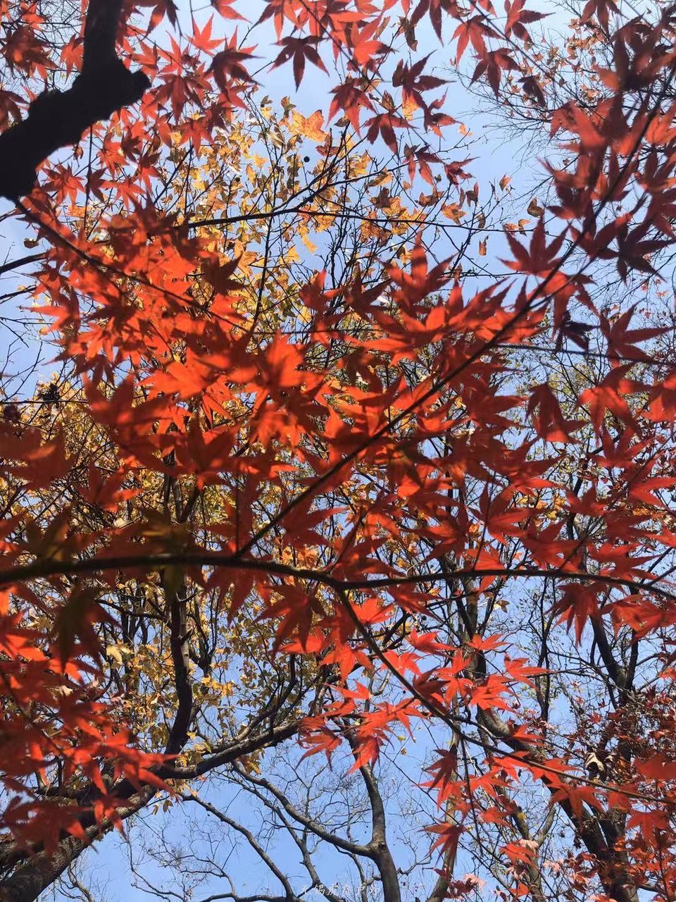 微信图片_20191118102726