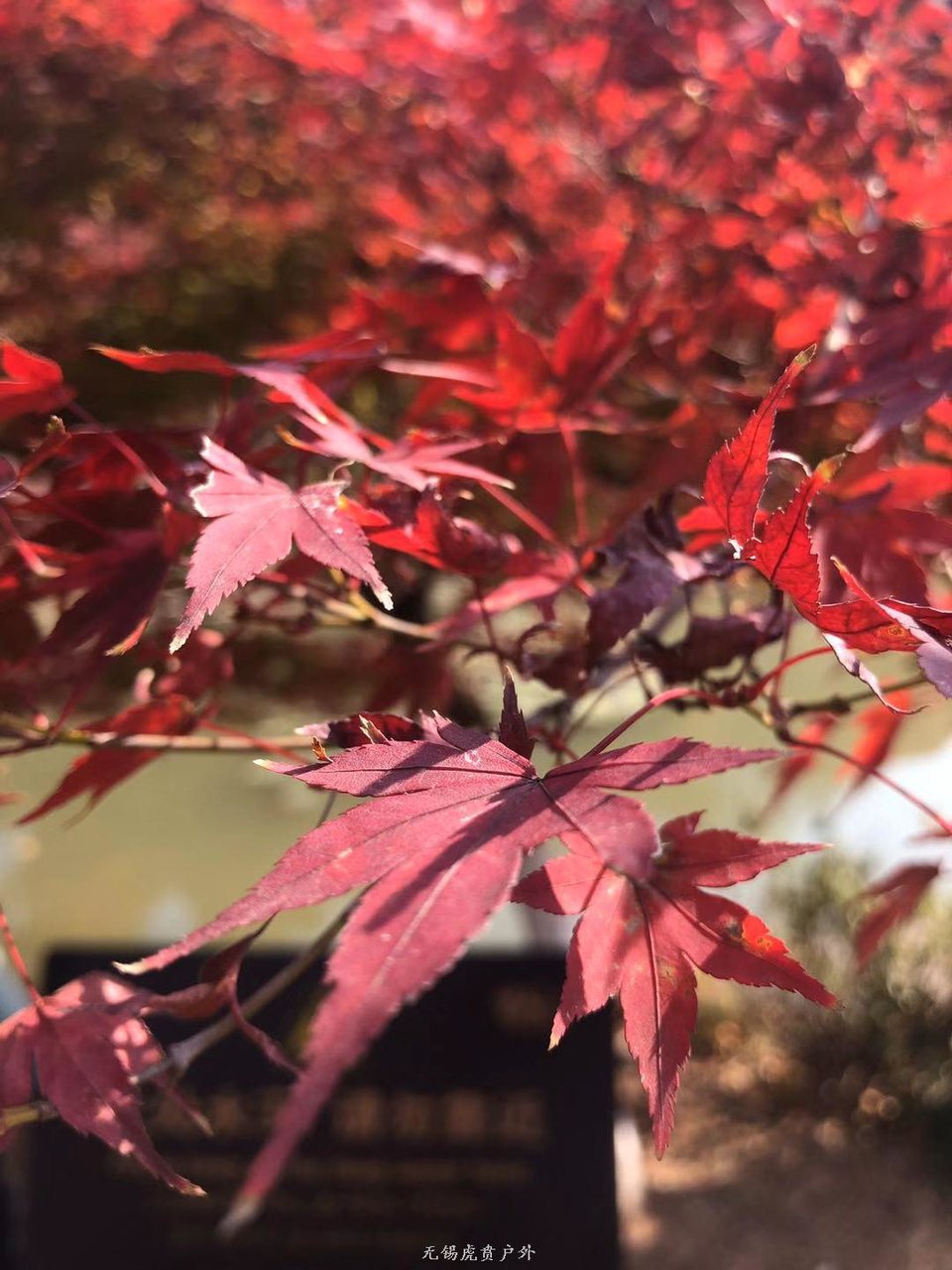 微信图片_20191118102735