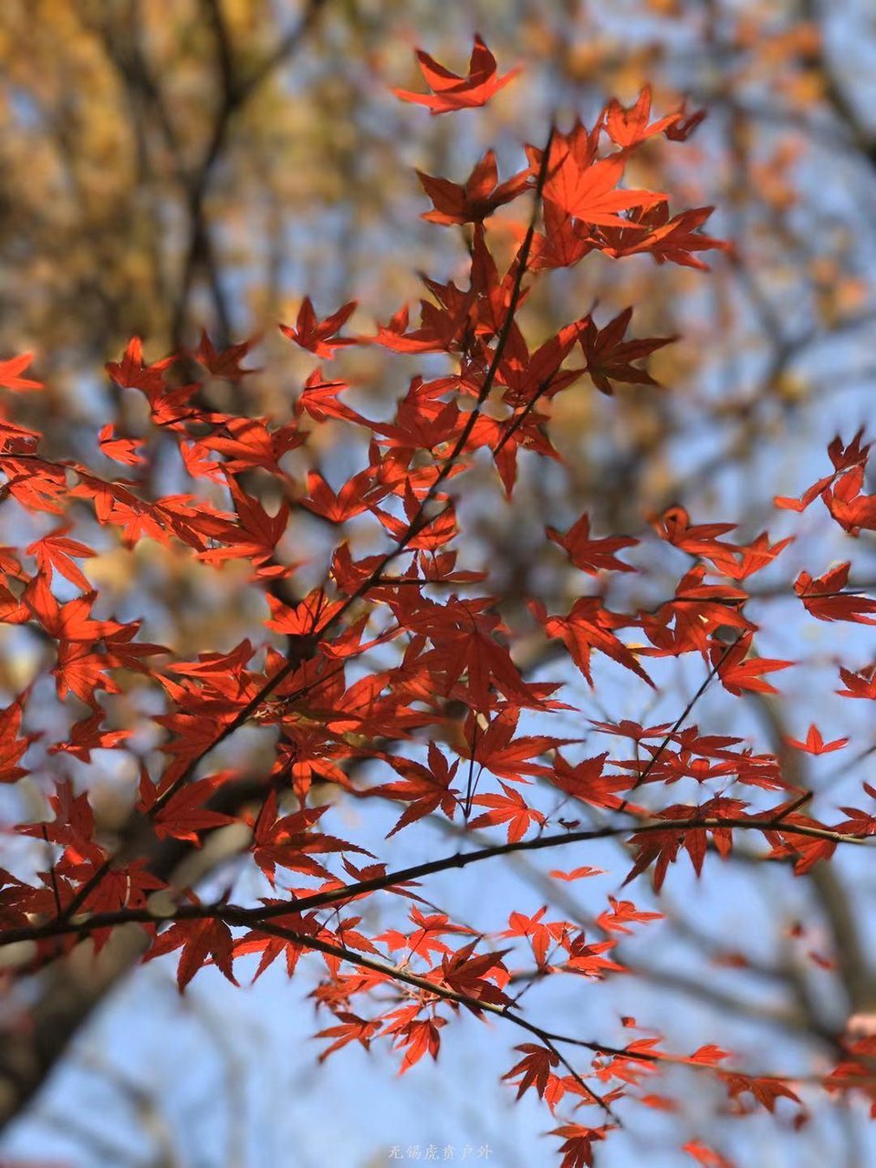 微信图片_20191118102751