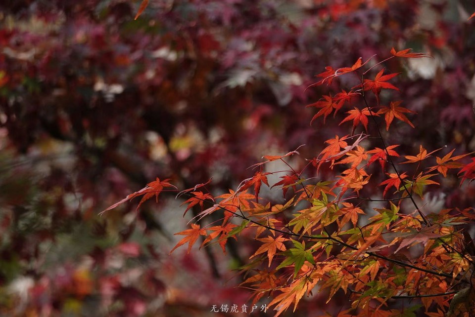 微信图片_20191118102809