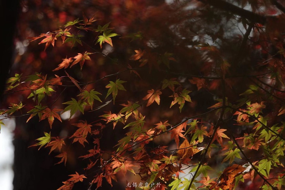 微信图片_20191118102812