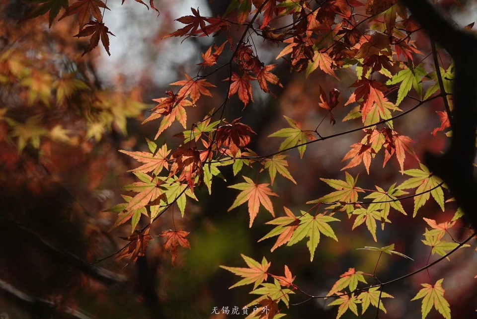 微信图片_20191118102815