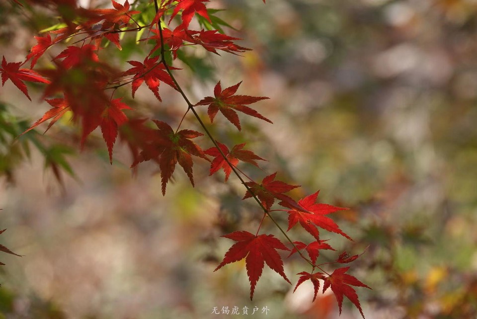 微信图片_20191118102833