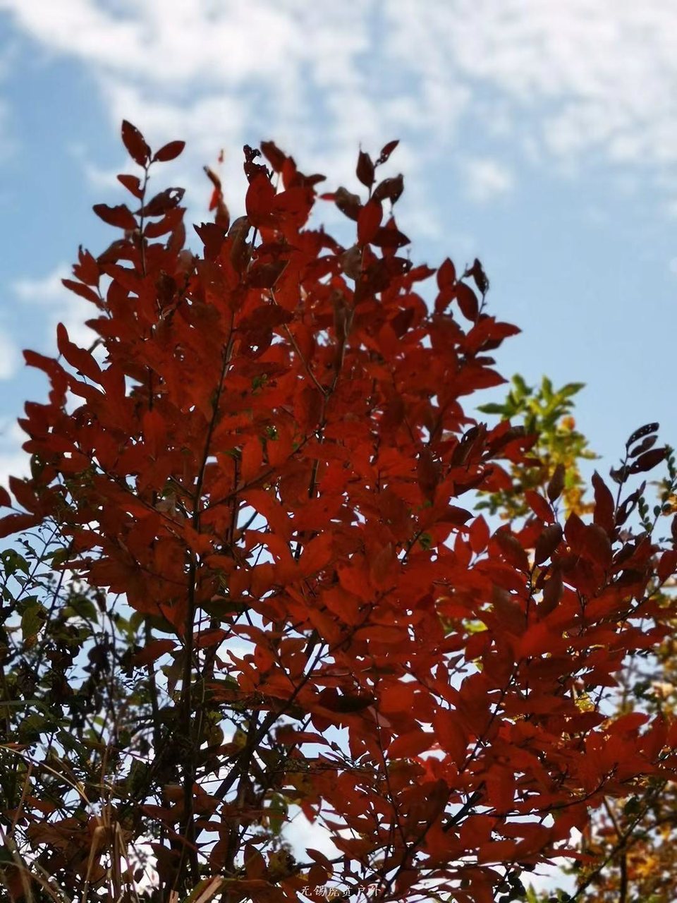 微信图片_20191118121045