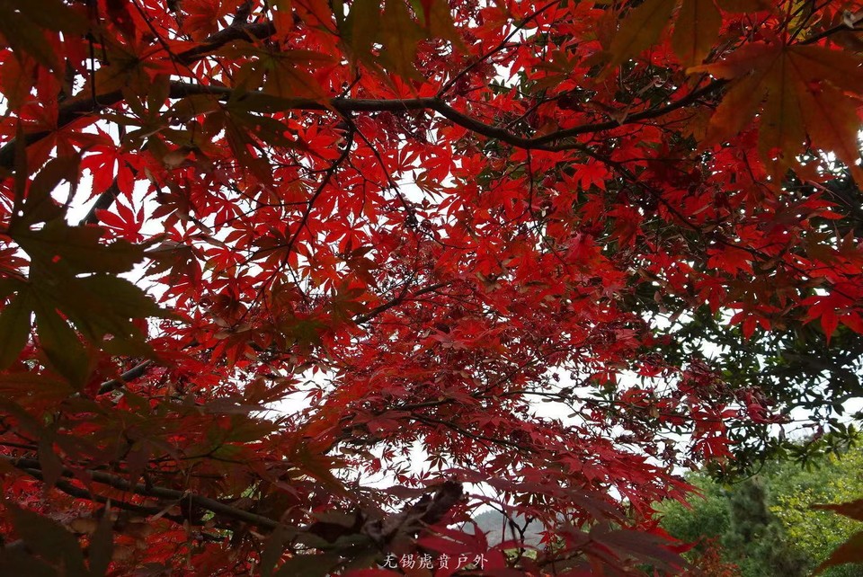 微信图片_20191123195526