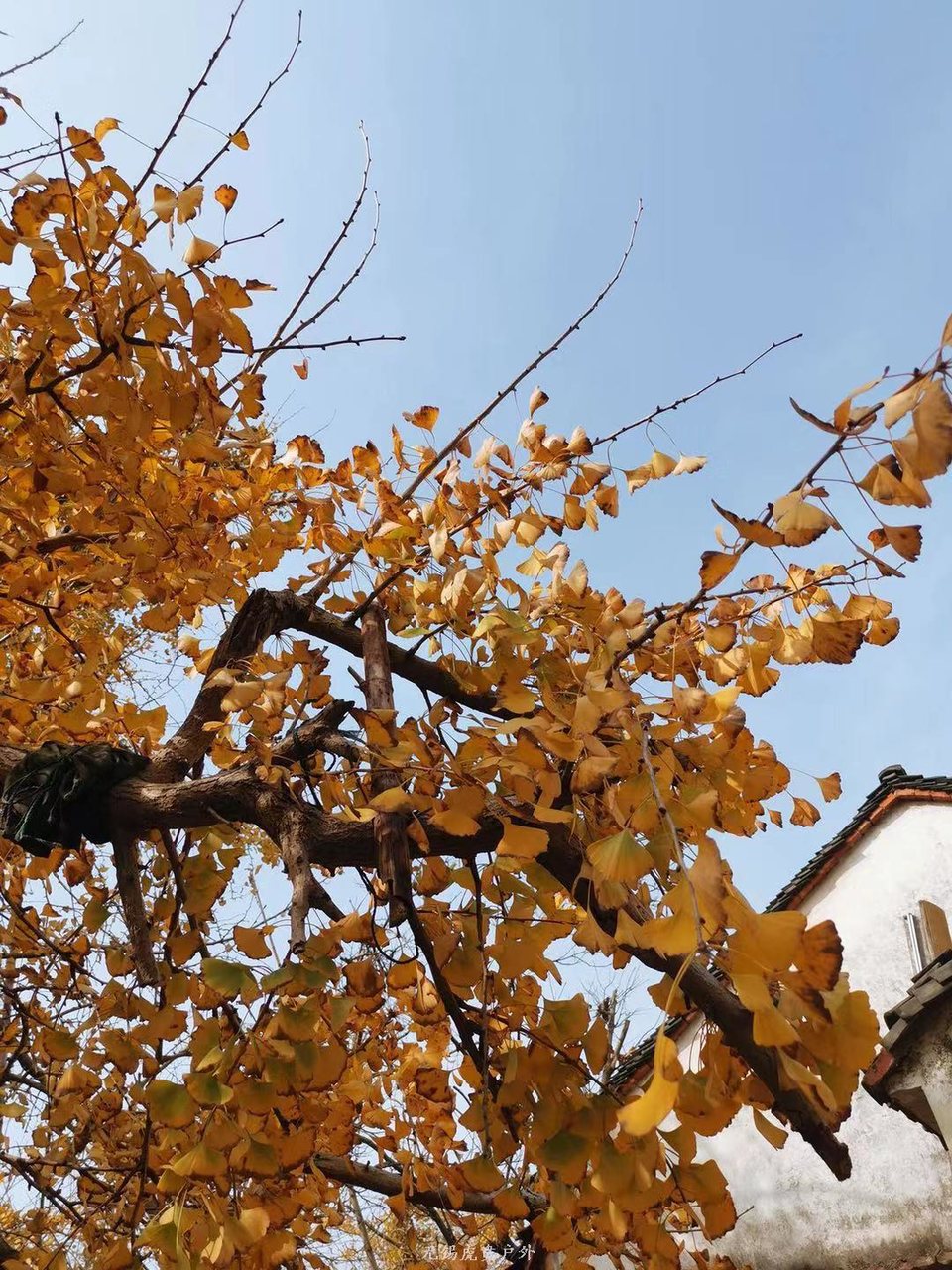 微信图片_20191124181611