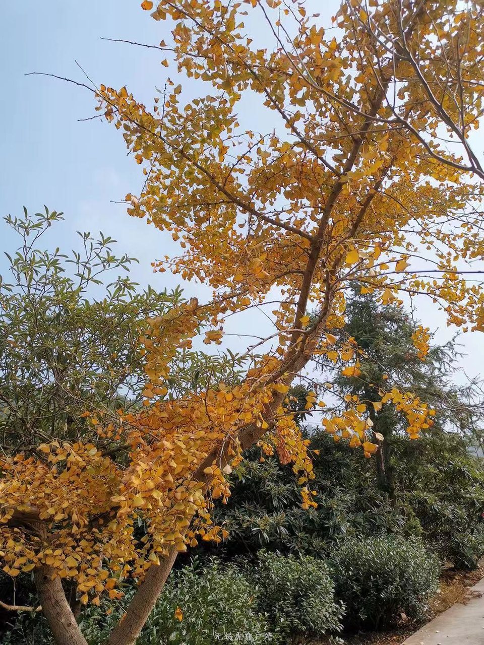 微信图片_20191124181614