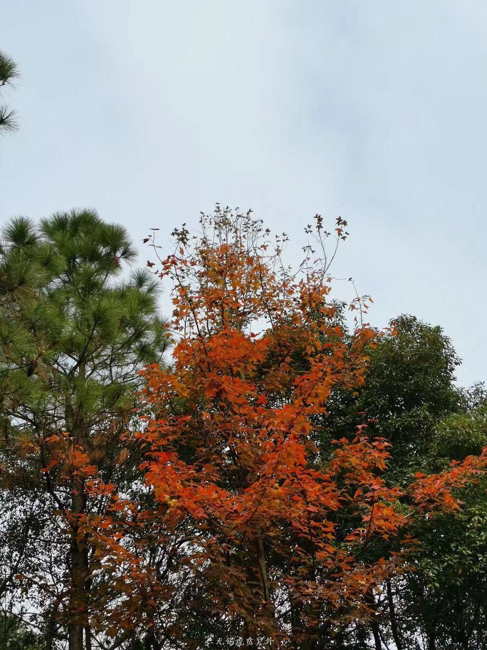 微信图片_20191124181620