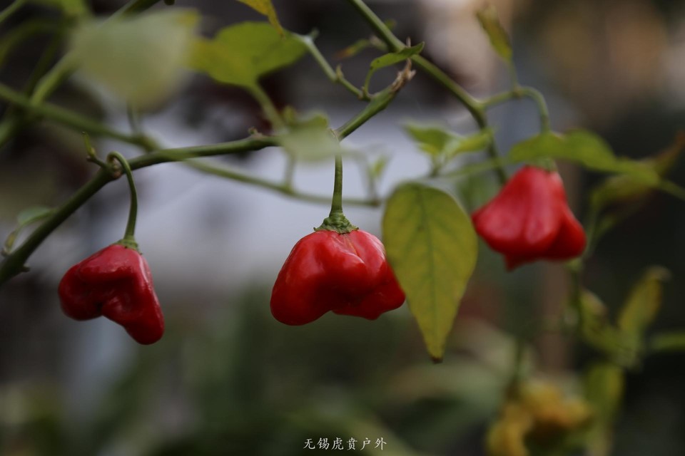 微信图片_20191208184017