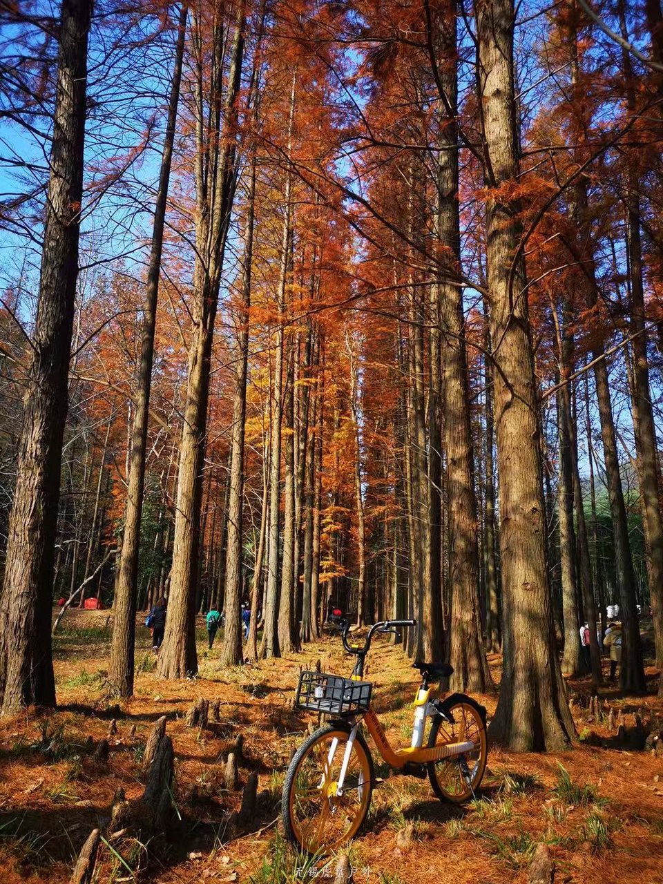 微信图片_20191208193443