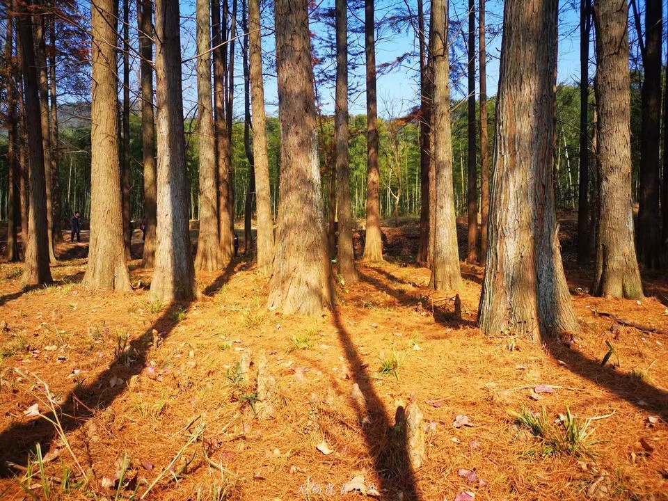 微信图片_20191208193446