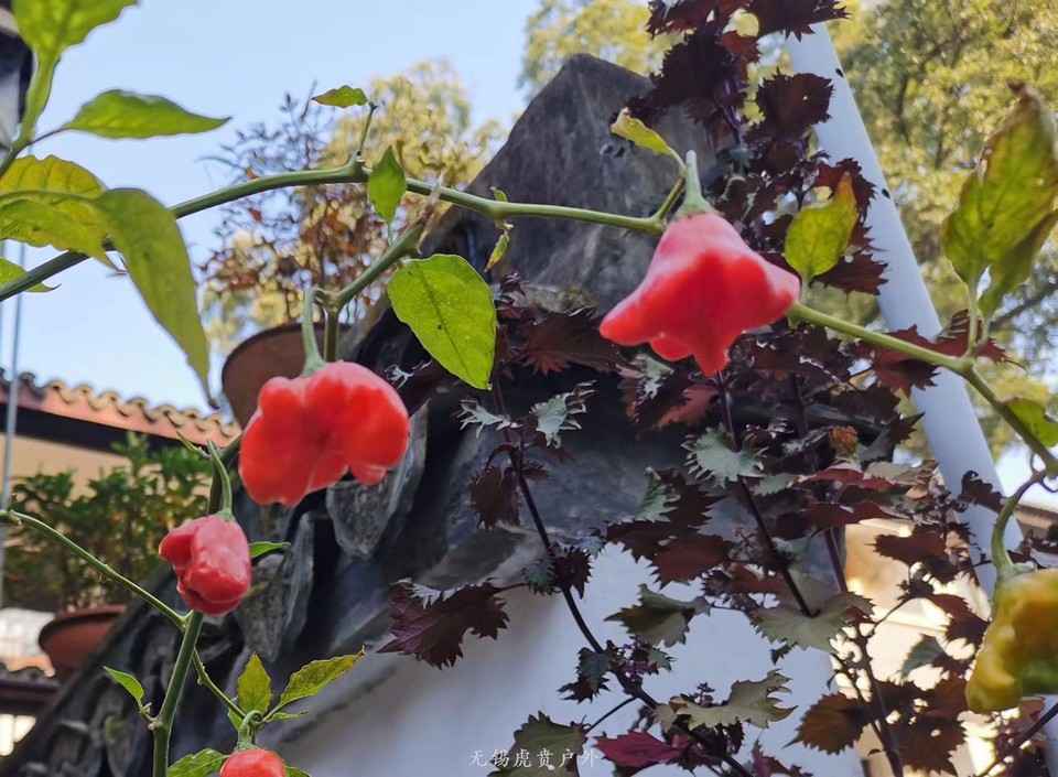 微信图片_20191208193516