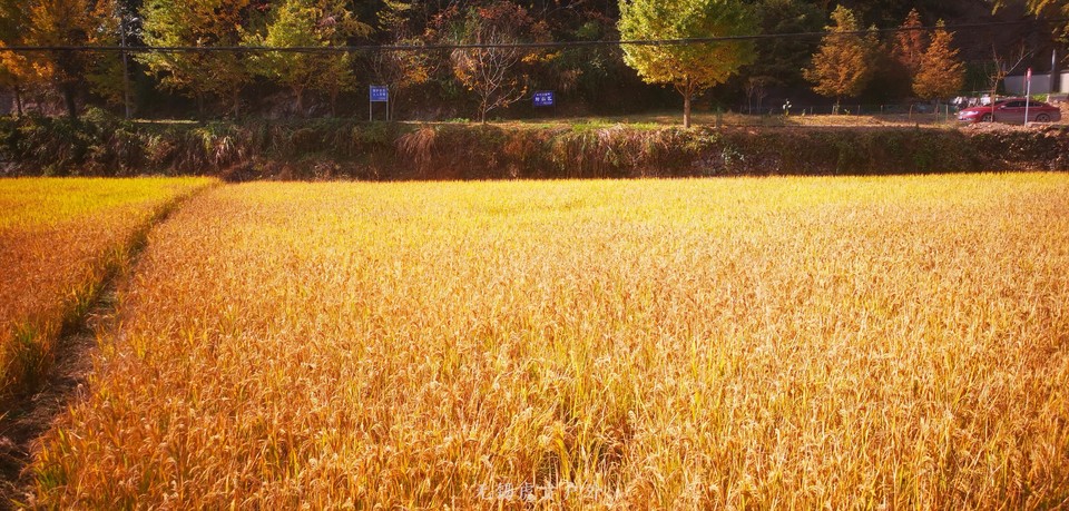 微信图片_20201109110206