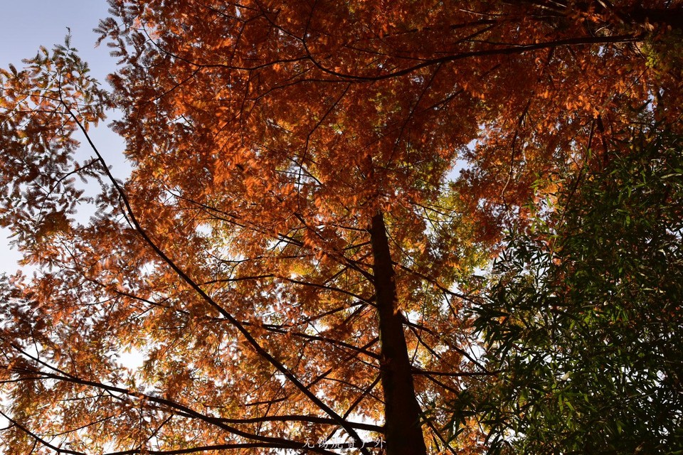 微信图片_20201109110306