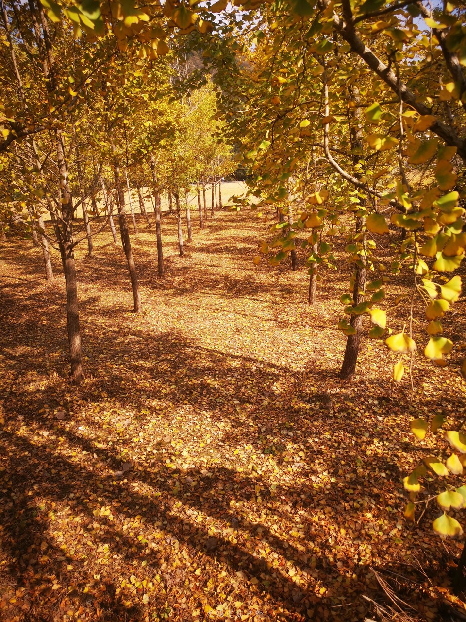 微信图片_20201116095842