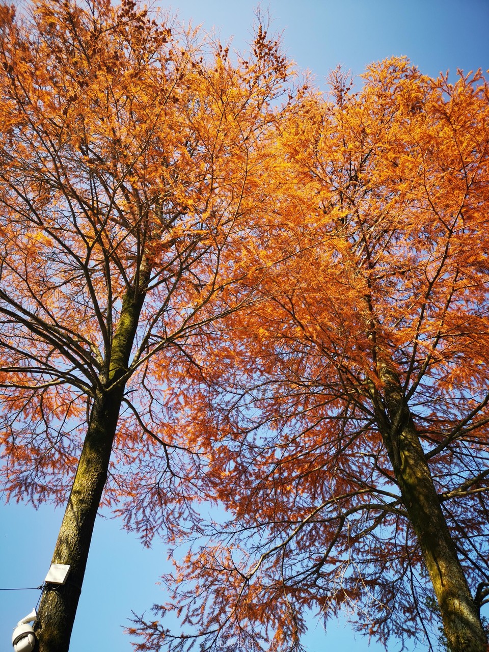 微信图片_20201116095935