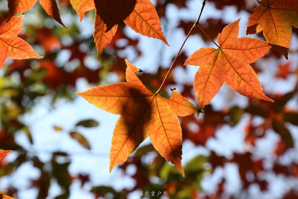 微信图片_20201116095941