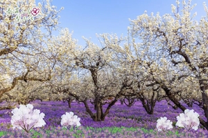 【3.28-29/4.4-5】梨花和二月兰的浪漫约会，三台山诗画仙境，高邮湖金花飘香