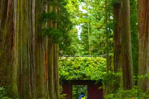 【4.26/5.4】迷雾森林浙江版，大树王国一天轻徒步