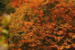 【10.28-11.2虎贲自组】三国古蜀道+光雾山红叶秘境6日深度游