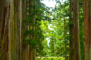 【11.16探险工会】迷雾森林浙江版，大树王国一天轻徒步