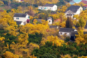 【11.15】轻徒东山，苏州金秋的最美银杏，探秘隐世翁巷古村