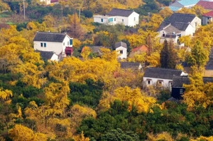 【11.15】轻徒东山，苏州金秋的最美银杏，探秘隐世翁巷古村