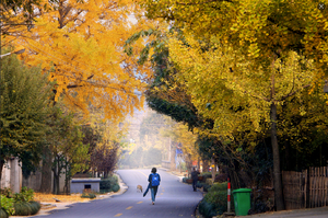 【11.23/11.29】金秋限定款美景，行摄银杏长廊、漫步六八古道