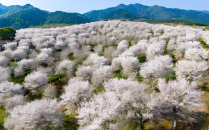 【3.21-22仅此一期】樱花荡漾，菜花绝美，千年梯田春正好