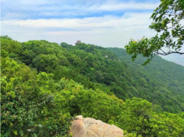 【4.18/4.26】在古寺的花雨里，邂逅十里青山半入城