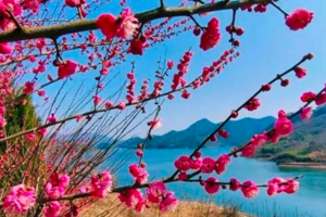 【2.19-20】马年纳福，漫步沃洲梅林，寻韵大佛寺，邂逅彭顶山田园水墨