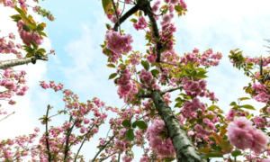 【3.7/3.15】春花烂漫，光福徒步，打卡网红樱花林