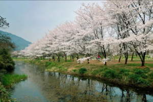 【3.14-15/3.21-22探险工会】宛委山探樱花，登顶香炉峰，炉峰禅寺拜财神