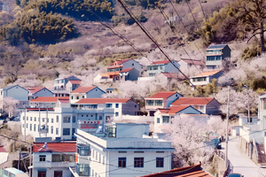 【3.7-3.8山野寻春】四明山邂逅古村，春日限定樱花步道