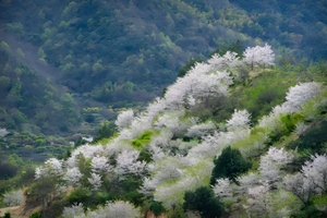 【3.14-15春日限定】清潭坑樱花谷漫步，金山梯田油菜花，下岩贝云海十九峰