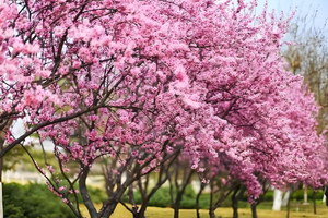 【3.14-15三月限定】美人梅韵，书圣故里，沃洲湖畔春日田园诗