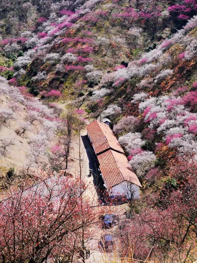 19 | 安吉梅花沟,赏千亩梅林盛景,感受塞外梅花的视觉震撼